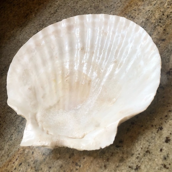 Natural Scallop Clam Shell Appetizer Plates (Luau, Seafood Party ) - Set Of 20 - Picture 9 of 17